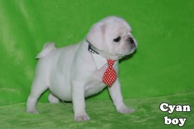 Cute, playful and well socialized pug puppies
