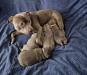 KC registered Staffordshire pups for sale