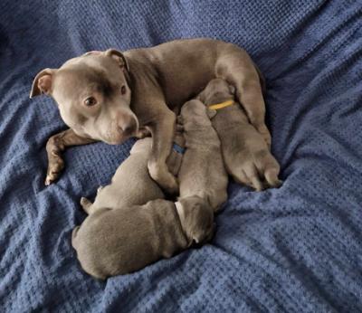 KC registered Staffordshire pups for sale