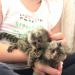 Pygmy Marmosets Monkeys for Sale
